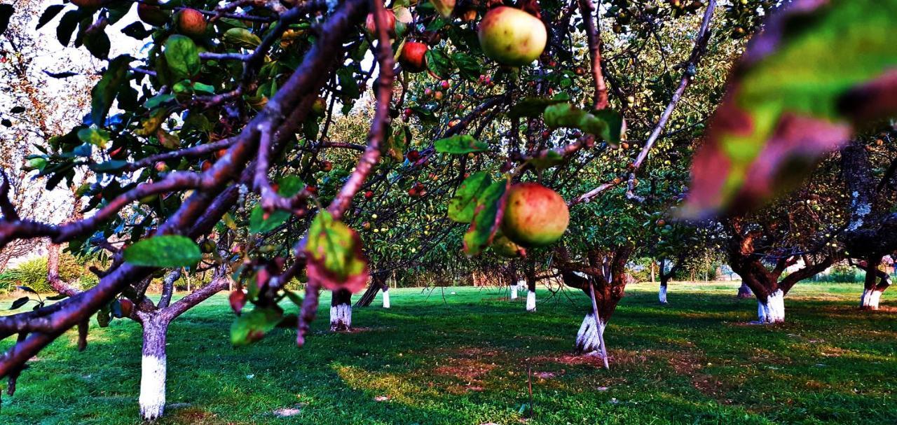 Pensiunea Agroturistica Ica Valea Drăganului Extérieur photo