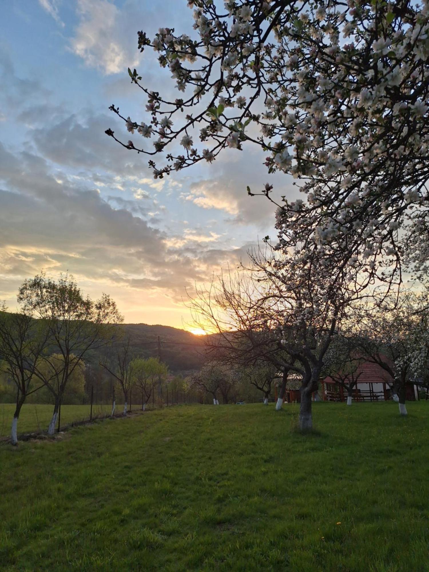 Pensiunea Agroturistica Ica Valea Drăganului Extérieur photo