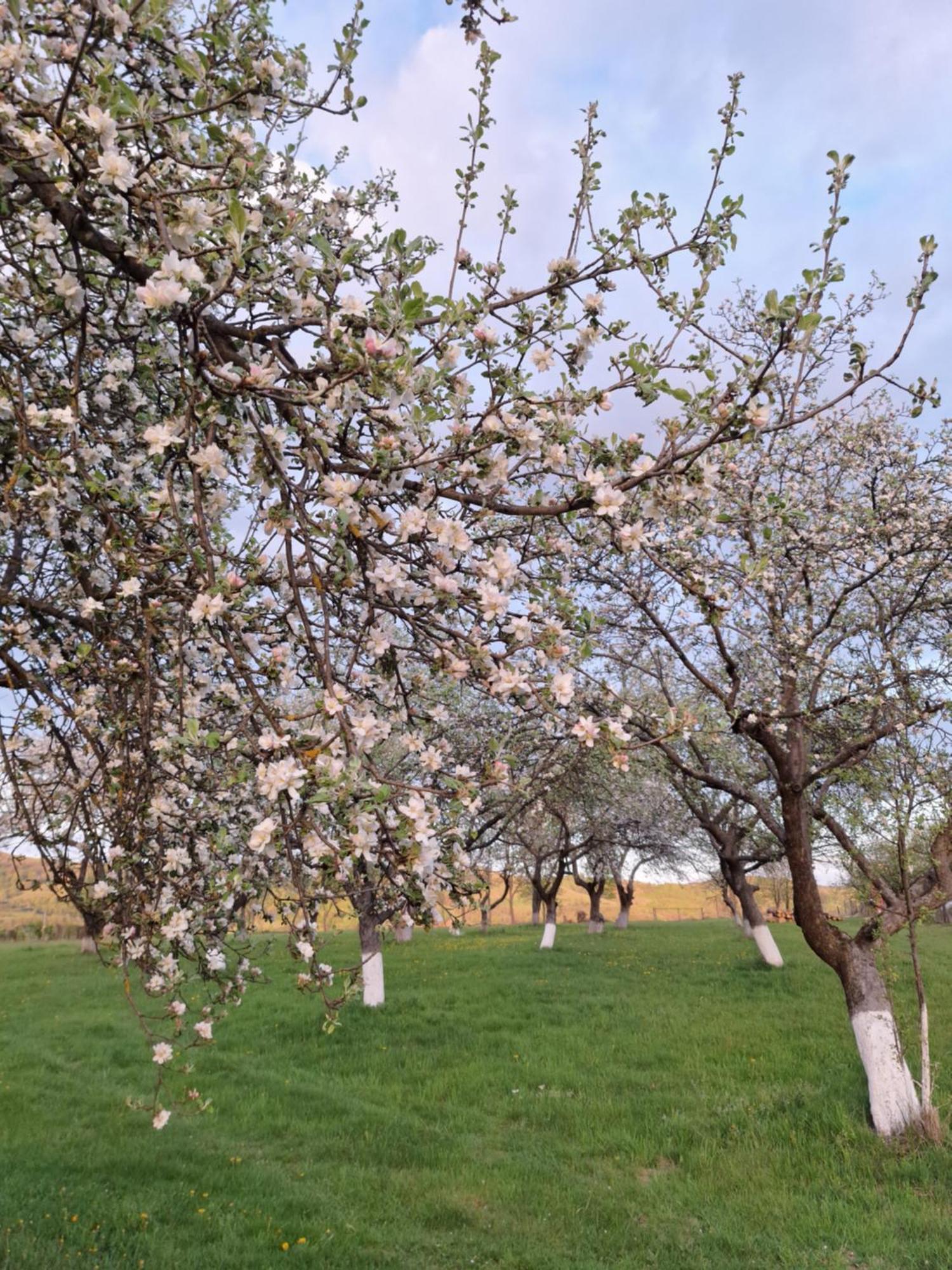 Pensiunea Agroturistica Ica Valea Drăganului Extérieur photo