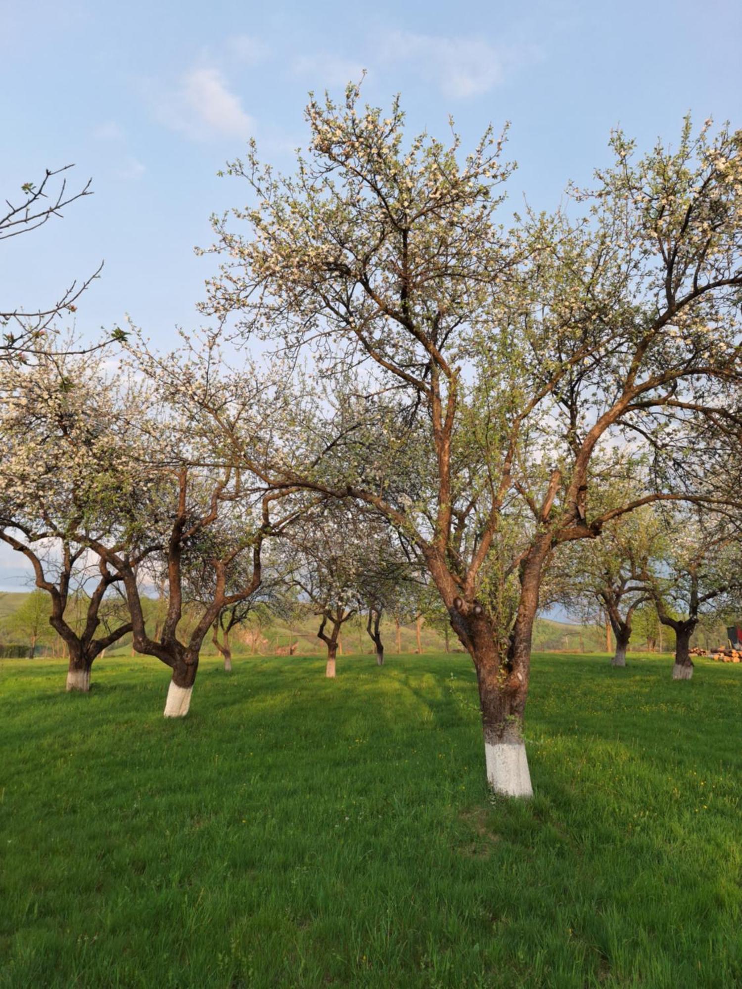 Pensiunea Agroturistica Ica Valea Drăganului Extérieur photo
